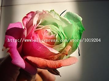 Tyrant Gold Rose Flower - Heirloom, Non - Gmo Seeds