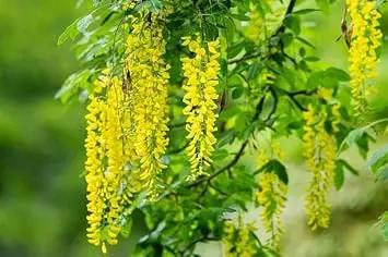 Golden Chain Flower Seeds for Planting - NON GMO Seeds Dhara Seeds