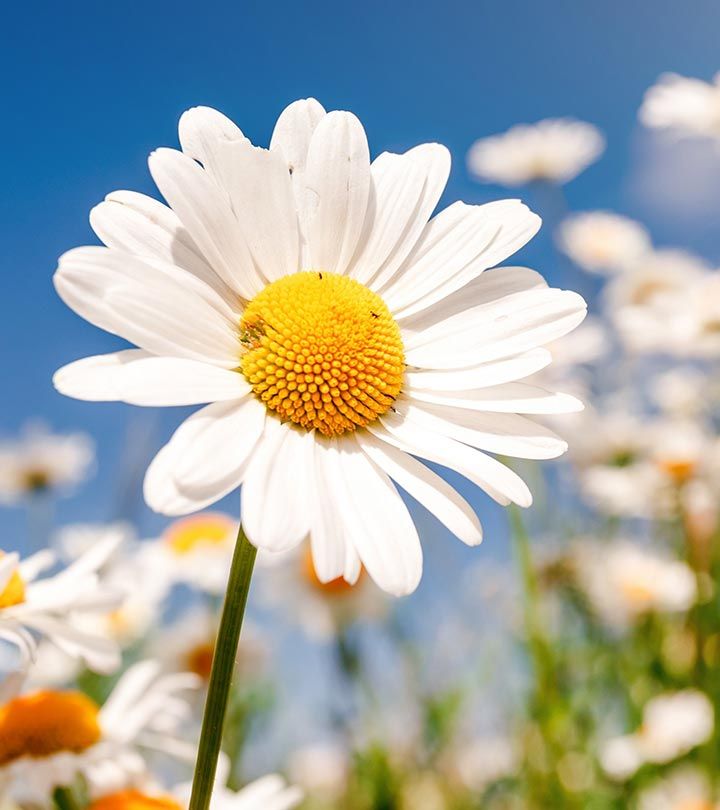 Daisy Seeds Livingstone Daisy Seeds Yellow White Flower Variety for Beautiful Garden Blooms