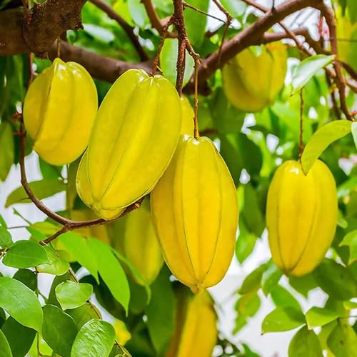 Yellow Carambola Fruit - Heirloom, Non - Gmo Seeds