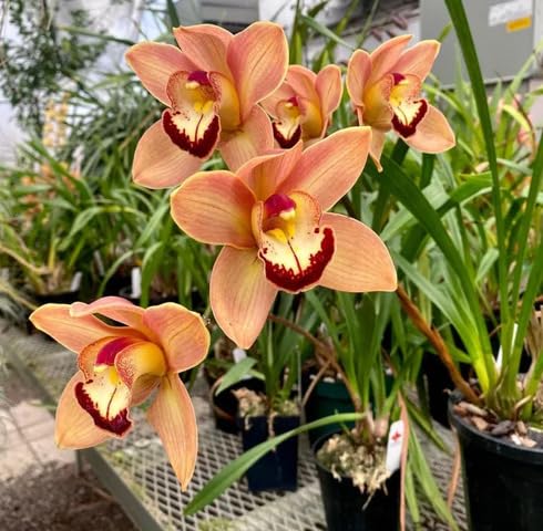Orange Cymbidium Flower - Heirloom, Non - Gmo Seeds