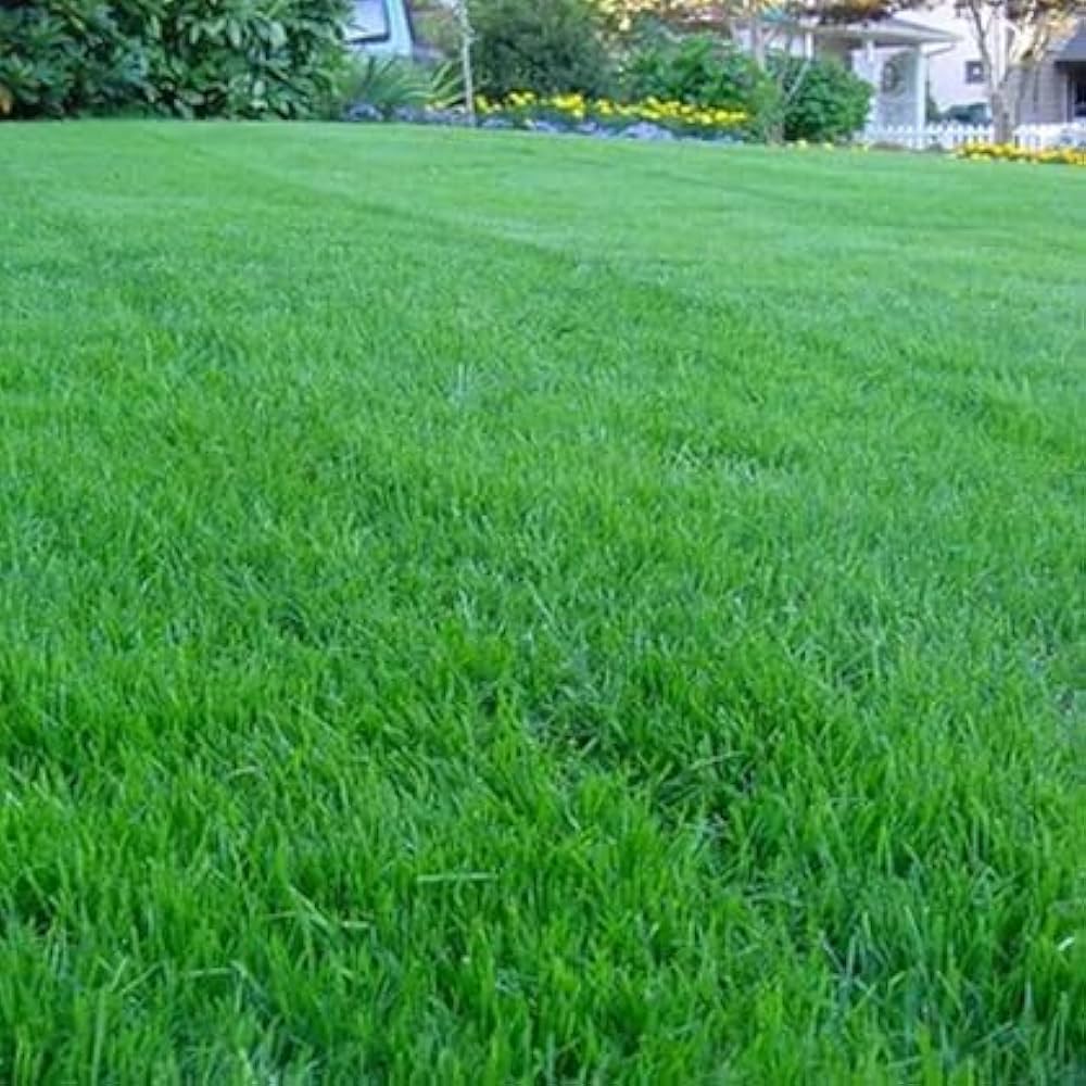Broomsedge – Andropogon virginicus – native grass seed for lawn and garden