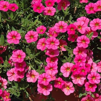 Pink Calibrachoa Flower - Heirloom, Non - Gmo Seeds