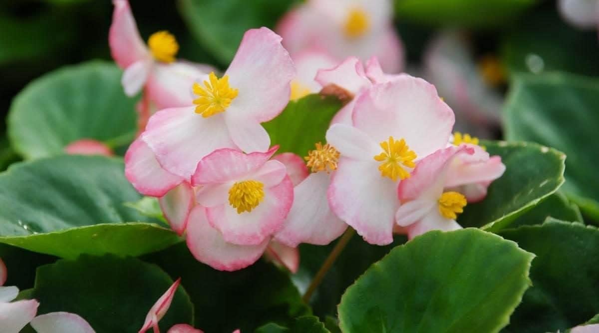 Pink White Begonia Flower Seeds – Heirloom, Non-GMO Seeds for Planting Beautiful Garden Blooms for planting in your garden.