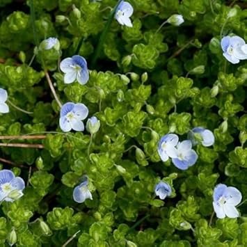 Blue (Blue scientific name) for planting in garden