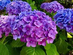 Blue Purple Hydrangea Flower Seeds for Planting – NON GMO Seeds for planting in home garden