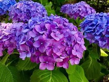 Blue Purple Hydrangea Flower Seeds for Planting – NON GMO Seeds Dhara Seeds
