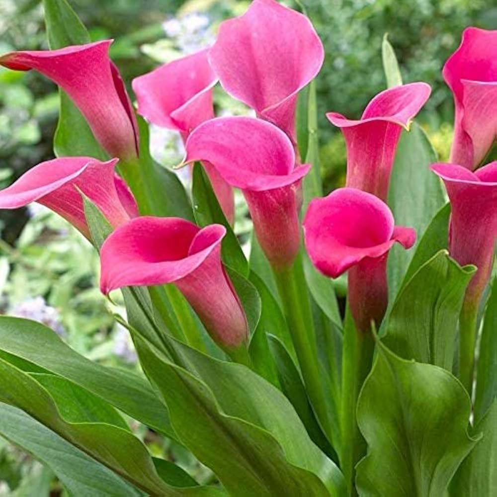 Calla Lily Zantedeschia Aethiopica Giant Flower Seeds for Planting