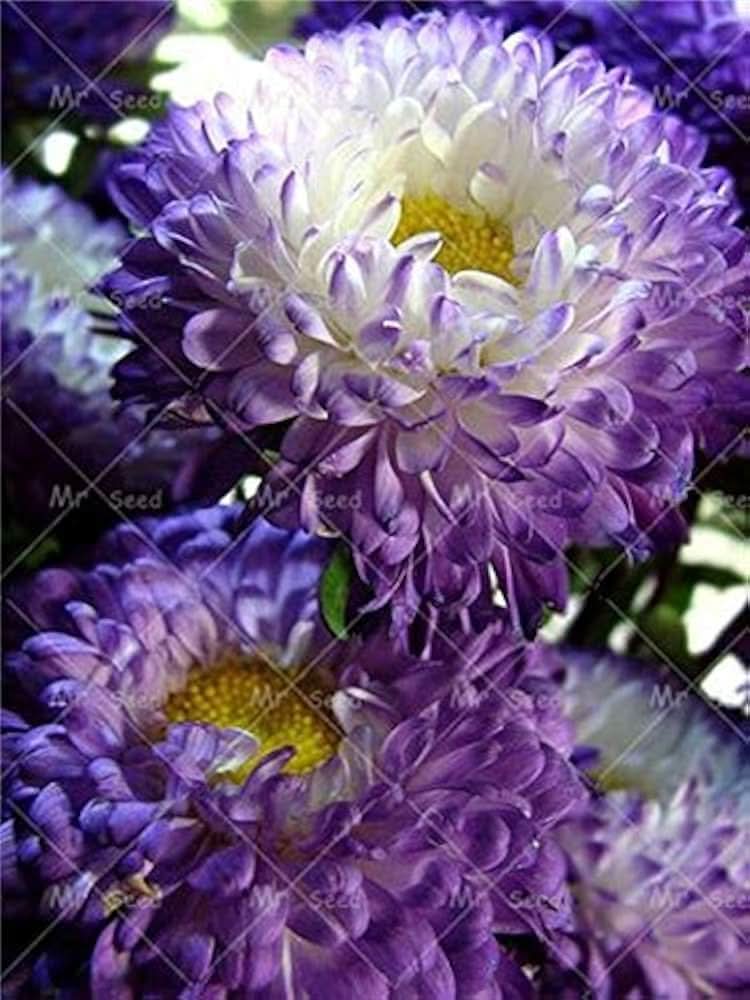 Aster White Rainbow Chrysanthemum Perennial  Flowering Seeds For Planting