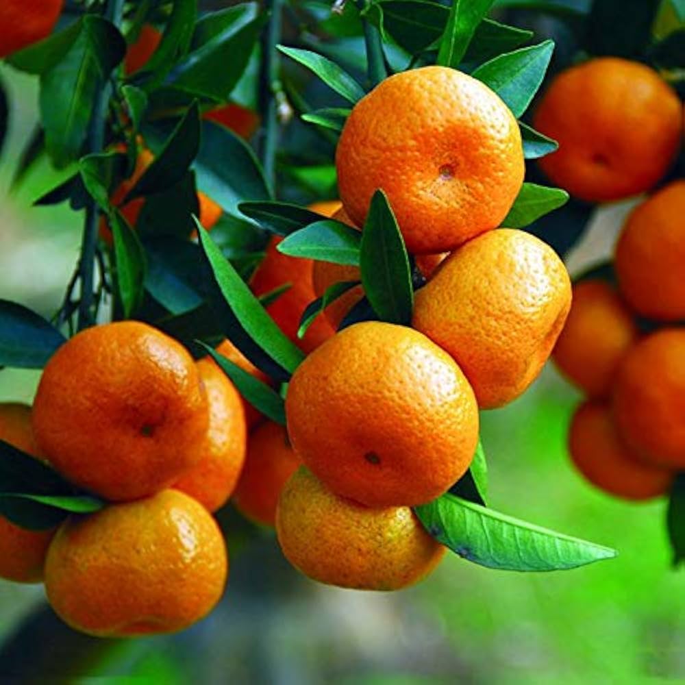 Climbing Orange Tree seeds for tropical fruit-growing