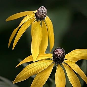 Yellow Coneflower Seeds for Planting - NON GMO Seeds for planting in your garden.