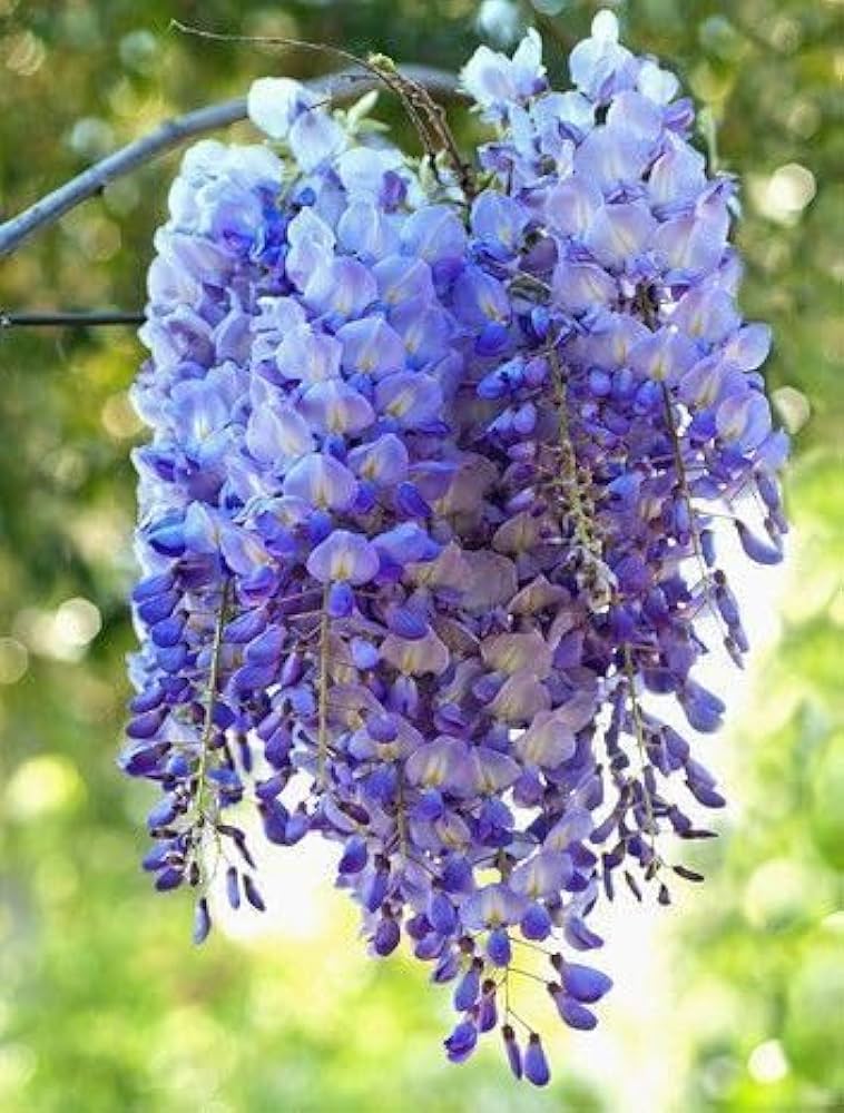 Blue Wisteria Seeds Wisteria sinensis for Planting in Flower Arbors or Home Garden