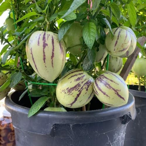 Ginseng Green - Heirloom, Non - Gmo Seeds