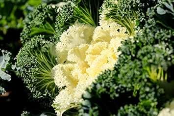 Kale Seeds for Planting White