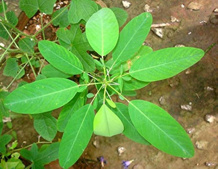 Desmodium Gyrans Desmodium gyrans Grass Plant Seeds for Planting in Garden