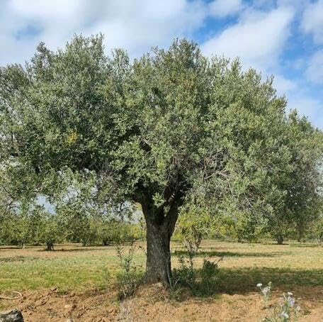 Green Olive Tree