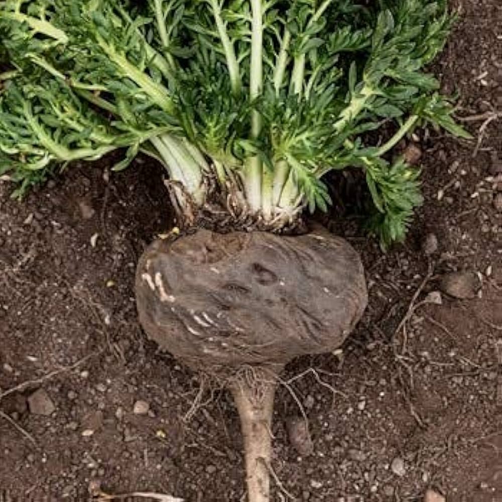 Organic Black Maca seeds