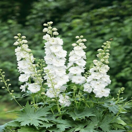 Delphinium Flower White - Heirloom, Non - Gmo Seeds