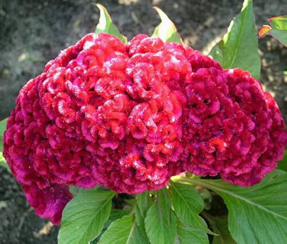 Spring Green Cockscomb Flower Seeds +pcs Celosia
