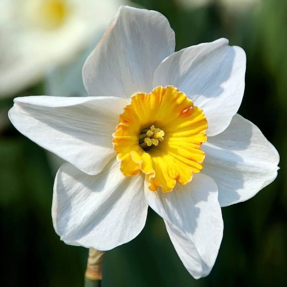 Daffodil Narcissus Pseudonarcissus Mixed Flower Seeds for Planting