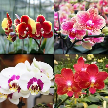 Mixed Phalaenopsis Orchid Flower - Heirloom, Non - Gmo Seeds