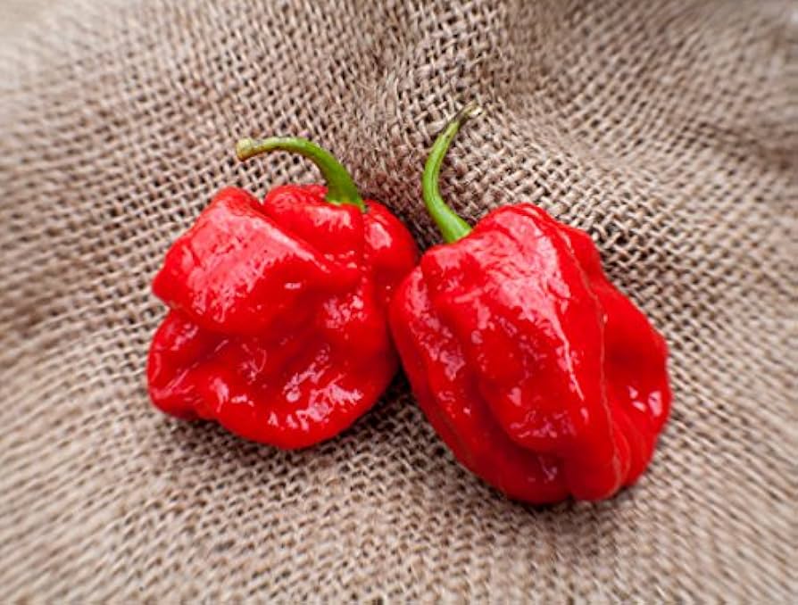 Pepper Capsicum chinense Trinidad 7 Pot Red vegetable seeds for planting in home garden or greenhouse pots