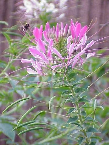 Giant Rose Queen Cleome Seeds for Large, Vibrant Blooms