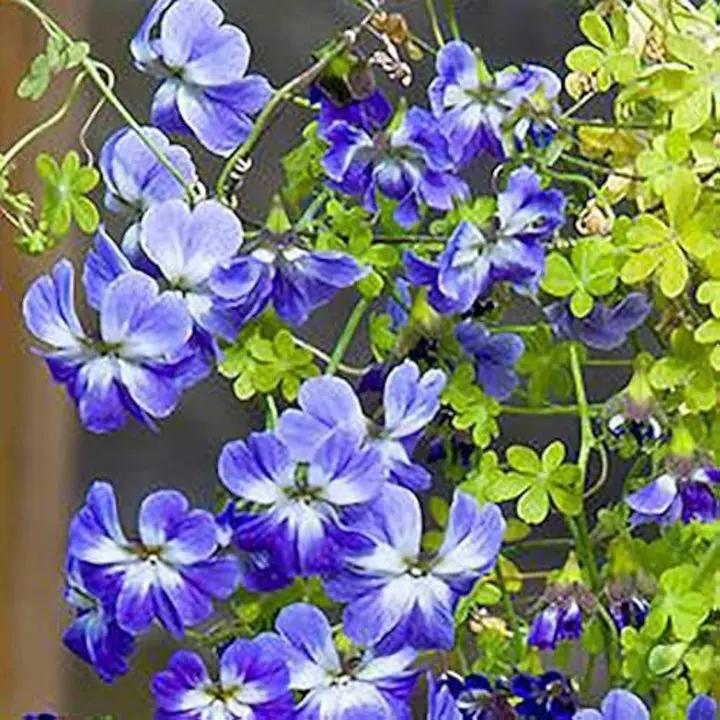 edible-blue-nasturtium-flower-seeds

