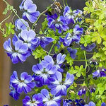 edible-blue-nasturtium-flower-seeds

