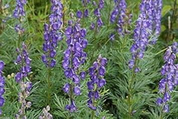 Blue Monkshood Flower Seeds for Planting - 100