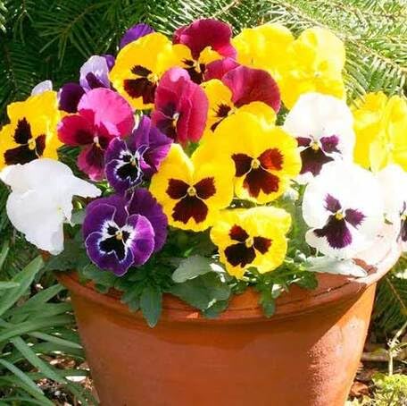 Mixed Pansy Flower - Heirloom, Non - Gmo Seeds