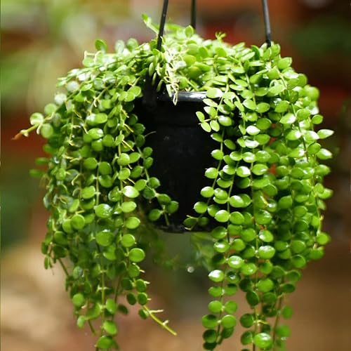 Green Dischidia