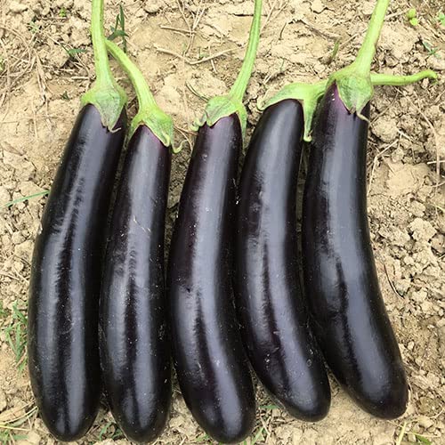 Greek Long Black Aubergine Seeds for Eggplant Garden
