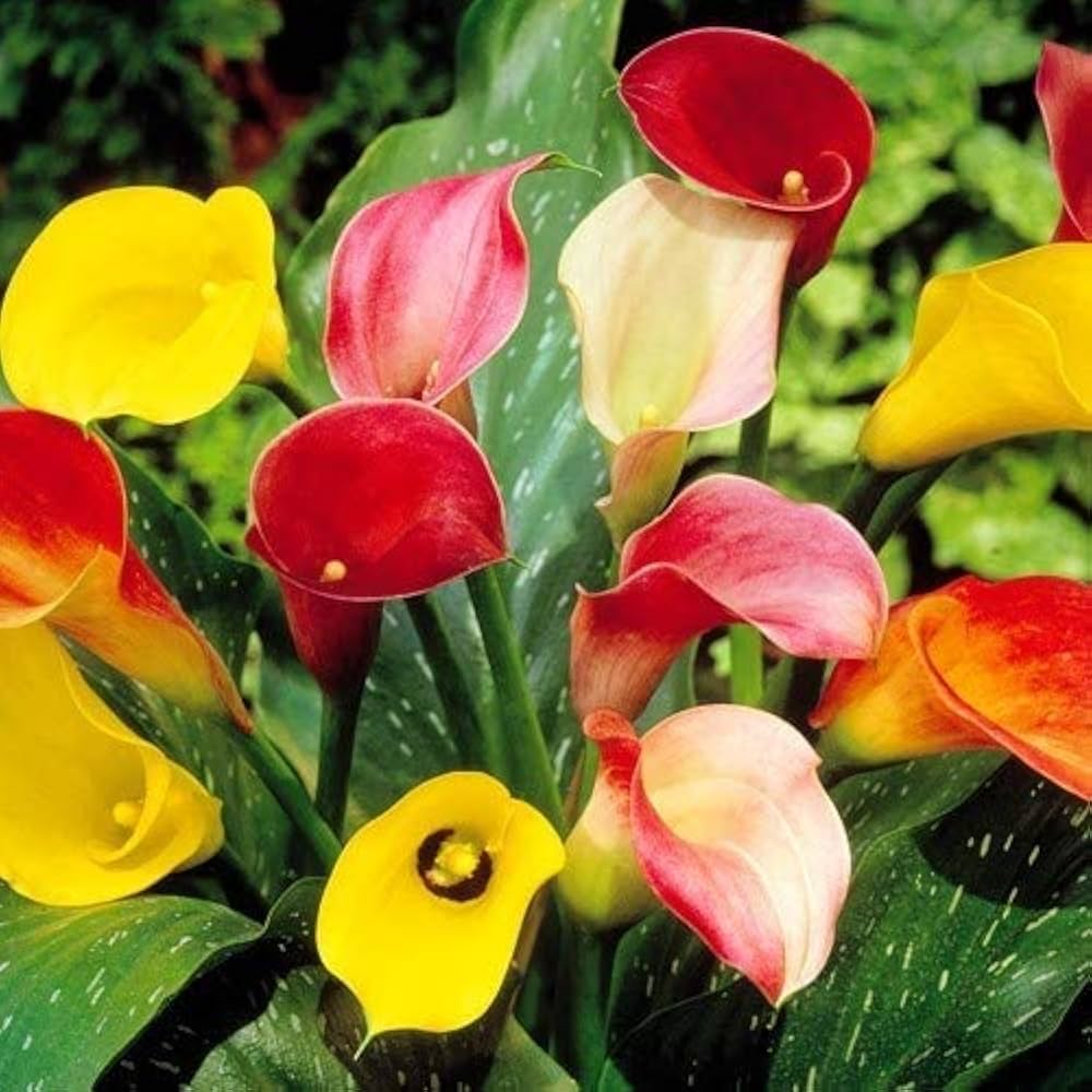 Calla Lily Bulbs - Hot Mix