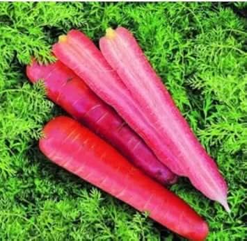 Pink Carrot Seeds for Planting