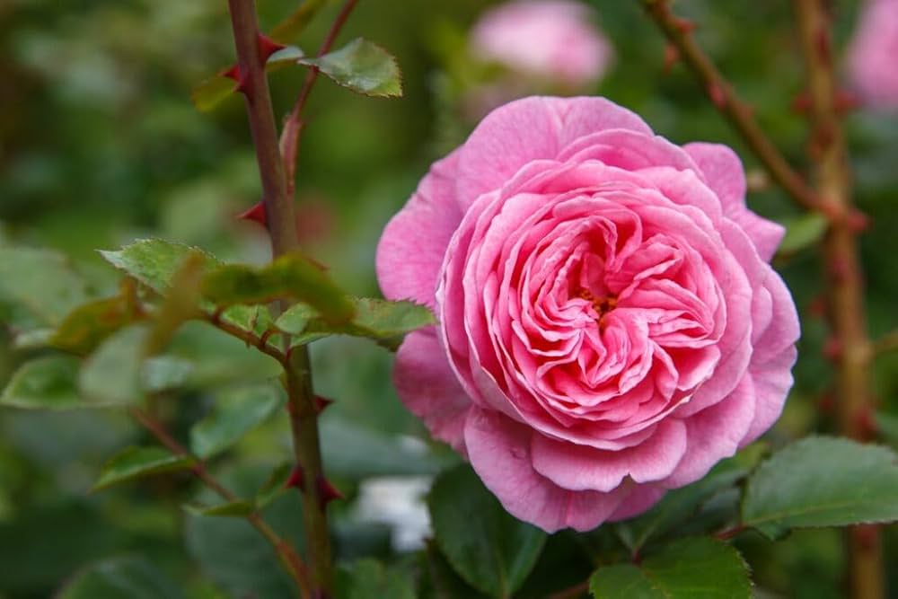 Juliet Rose Rosa spp. for planting in flower bed