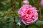 Juliet Rose Rosa spp. for planting in flower bed