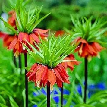 Red Crown Imperial Fritillaria Flower Seeds for Planting - Heirloom & Non-GMO Seeds for planting for planting in home garden