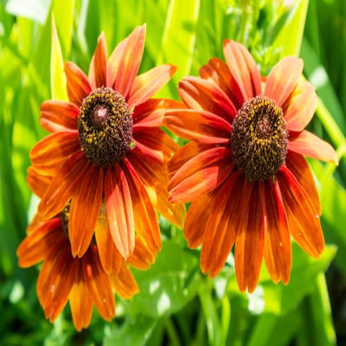 Giant Rudbeckia Flower Orange Gardening - Heirloom, Non - Gmo Seeds