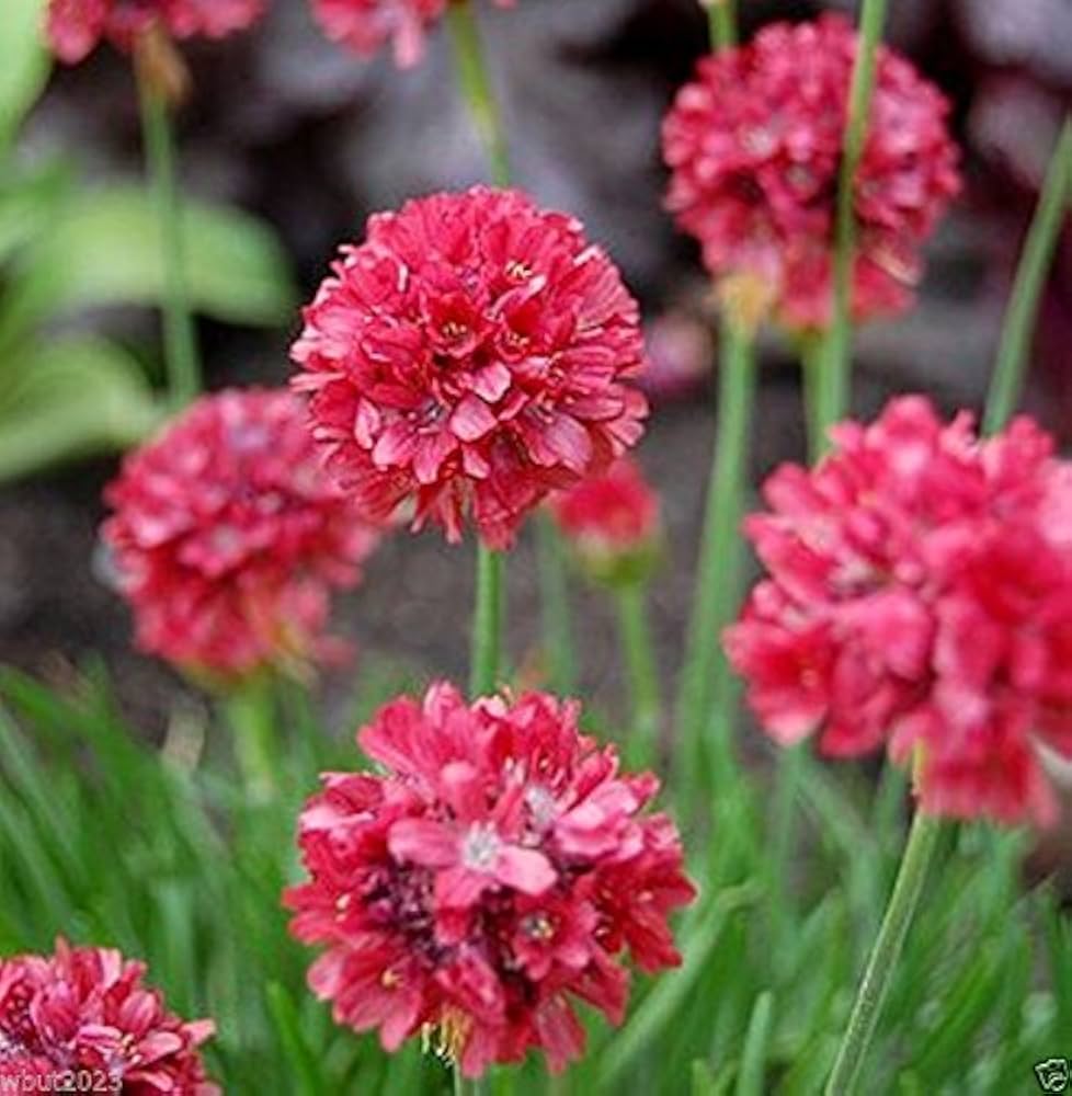 Sea Thrift Armeria maritima Joystick Mix flower seeds for planting in rock garden or coastal beds