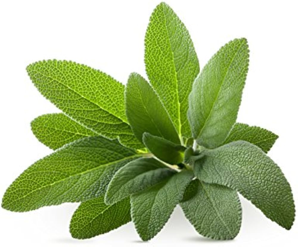 Herbs - Sage - Broad Leaved - Organic/Bio Seeds for Culinary and Medicinal Uses