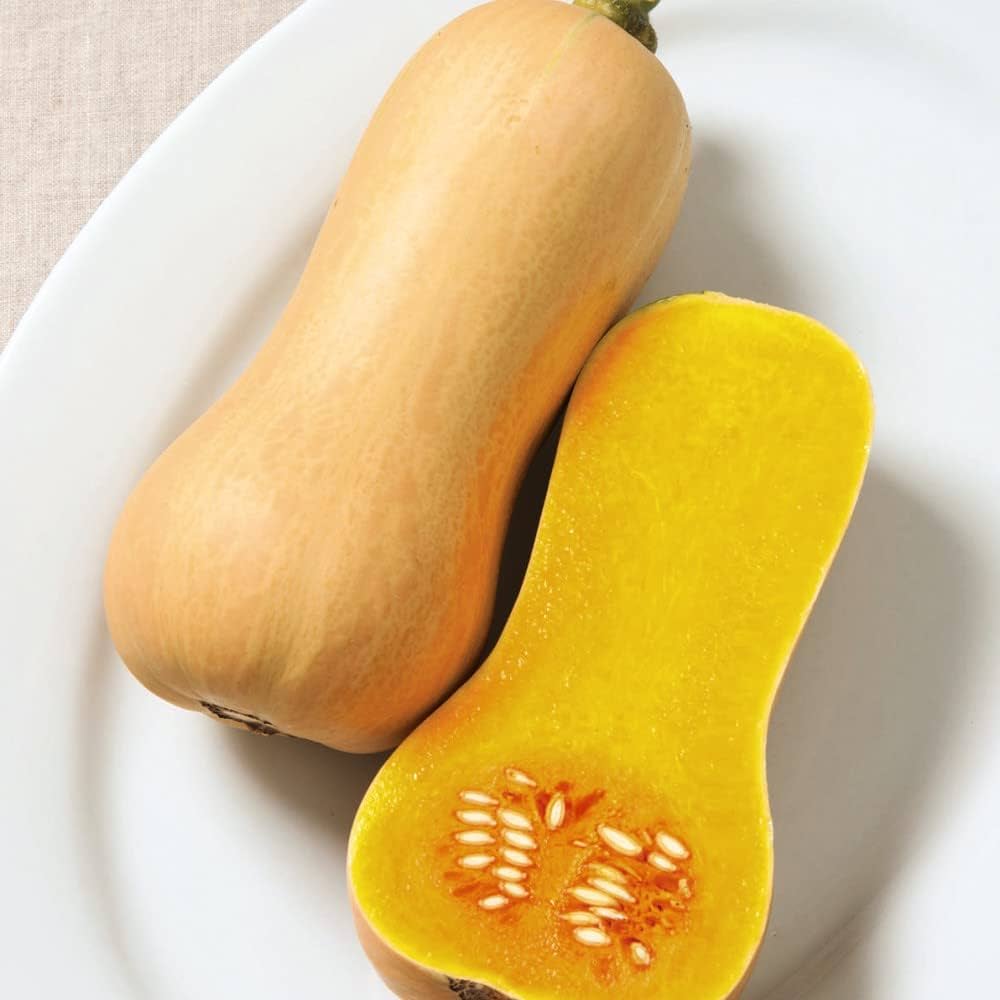 Narragansett F Hybrid Butternut Squash Seeds