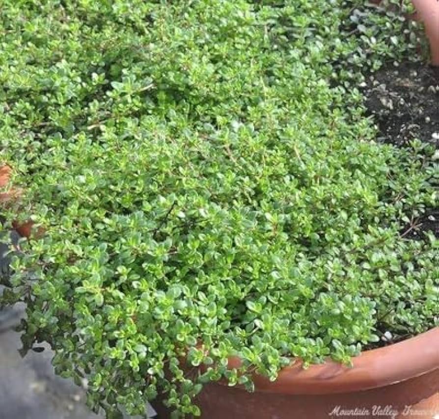 Lemon Thyme seeds for herb garden and vegetable patch with mosquito repellent