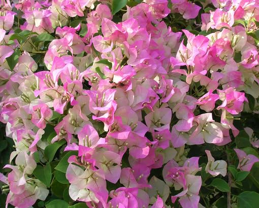 White Pink Bougainvillea Flower - Heirloom, Non - Gmo Seeds