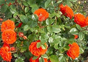 Full Orange Climbing Rose Plant Seeds for Planting Non-GMO Heirloom Garden Seeds for Growing