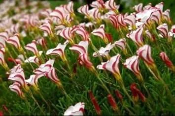 Candy Cane Sorrel Flower Seeds for Planting NON GMO Seeds for planting in home garden
