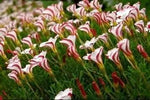 Candy Cane Sorrel Flower Seeds for Planting NON GMO Seeds Dhara Seeds
