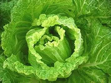 Green Choy Vegetable Seeds for Planting, heirloom & Non-GMO Seeds