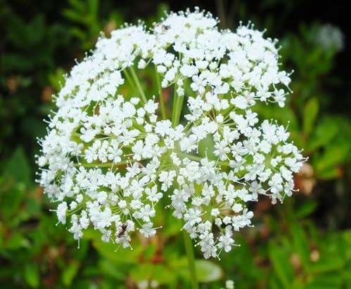 White Aegopodium Flower - Heirloom, Non - Gmo Seeds