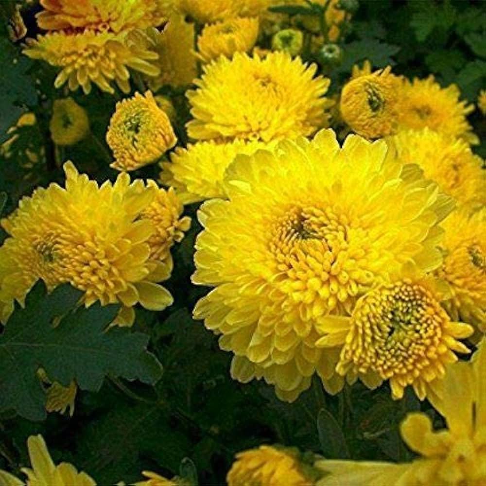 Chrysanthemum Yellow Morifolium Flower Seeds for planting in kitchen garden borders and outdoor planters